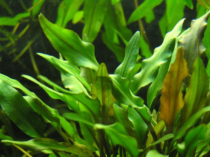 Cryptocoryne nana - najmniejsza - hodowla podwodna
