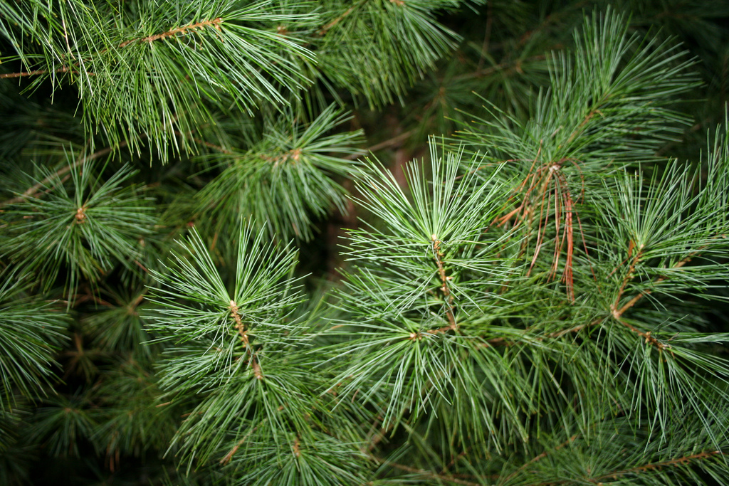 Белая сосна. Pinus strobus Greg. Сосна Веймутова с длинной голубой хвоей. Сосна белая бутанская. Белая сосна Веймутова смородина.