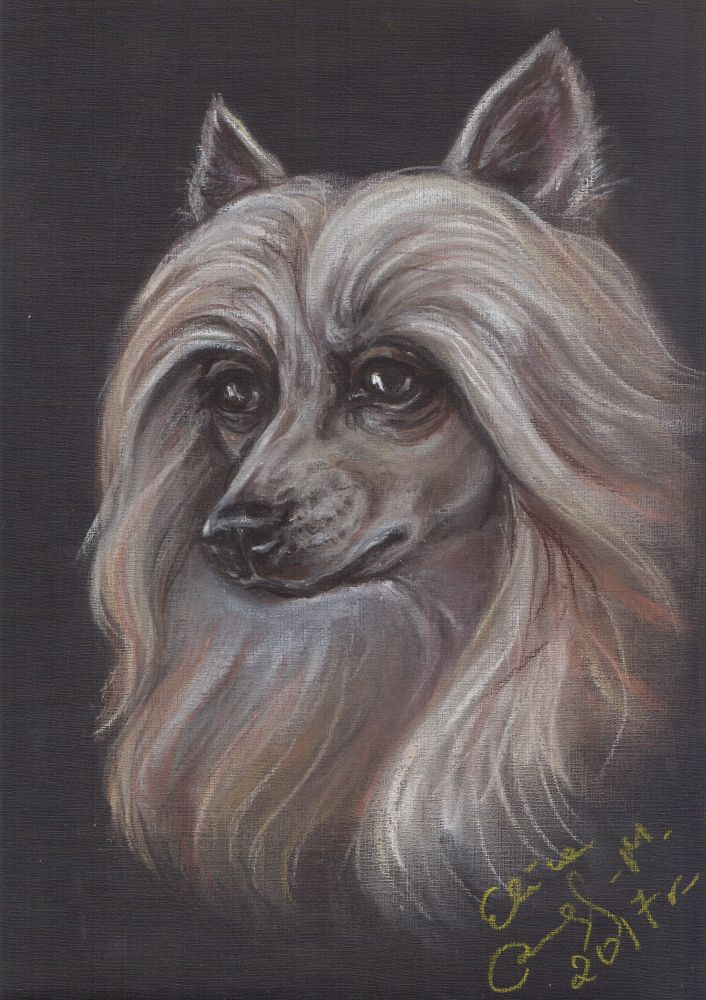 Grzywacz chiński - portret, rysunek