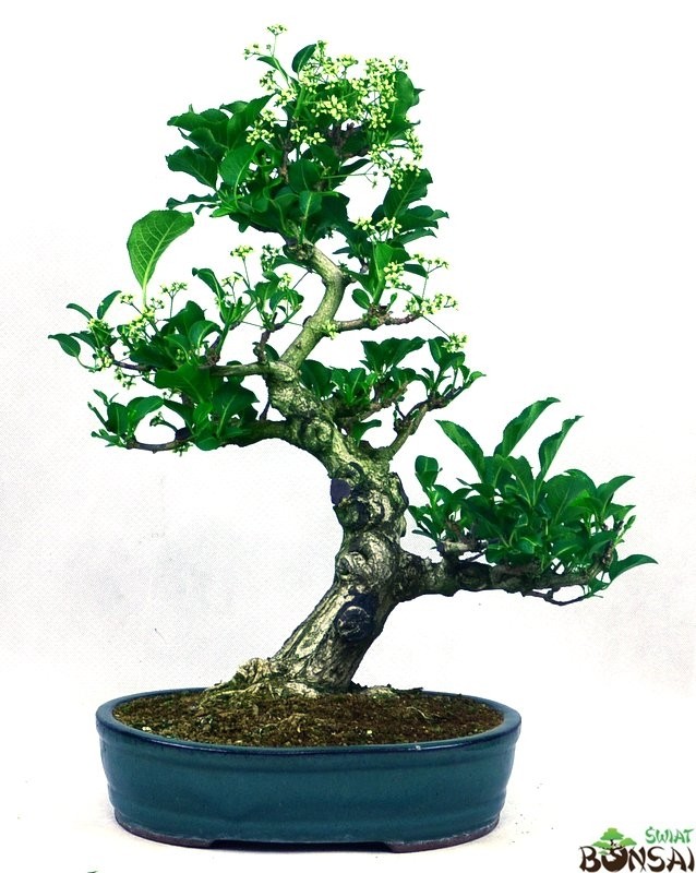 Trzmielina Hamiltona - bonsai
