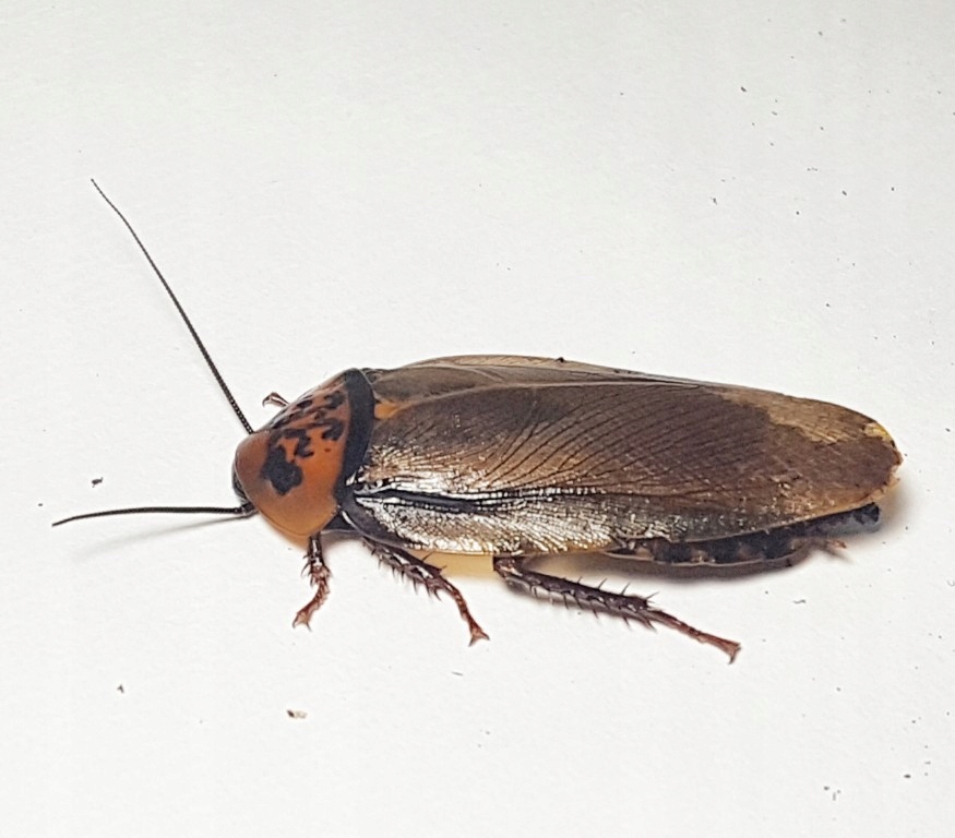 Eublaberus posticus karaczan, karaczany