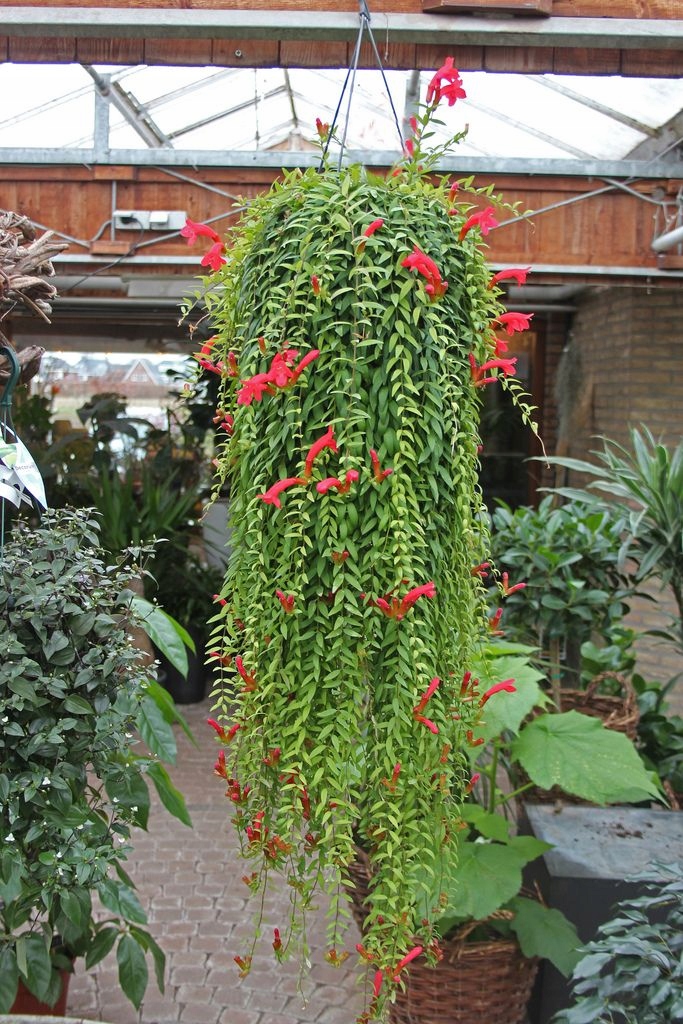 Aeschynanthus japhrolepis Lipstick Plant 7514318088 oficjalne