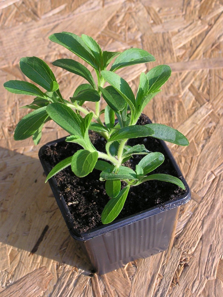 STEWIA stevia znakomicie ukorzeniona sadzonka