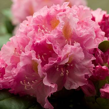 Rhododendron 'Von Oheimb Woislowitz' - Różanecznik