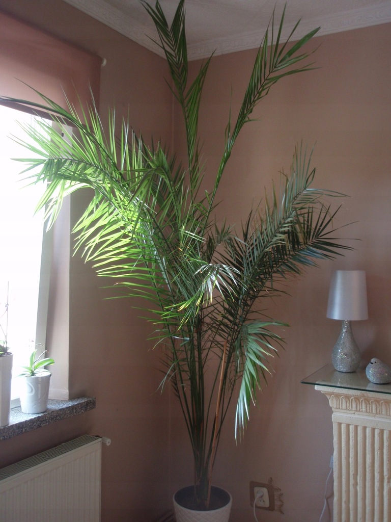 Palma daktylowa ponad 250cm