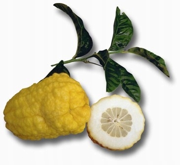 Cedro Vozza Vozza - cytryna mandarynka pomarańcza