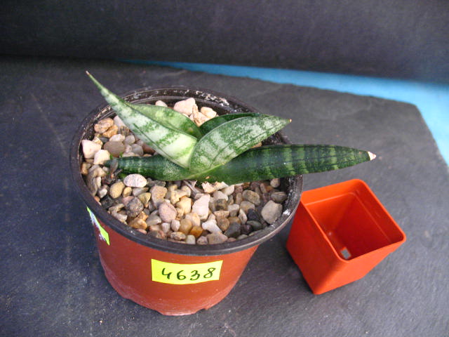 Kaktusy Sansevieria FAT BONCEL nr4638 don 9cm