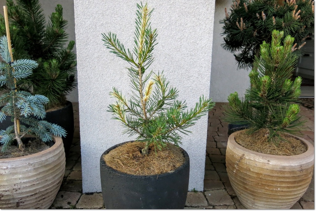 Pinus sylvestris Barrie Bergman - Spektakularna !!