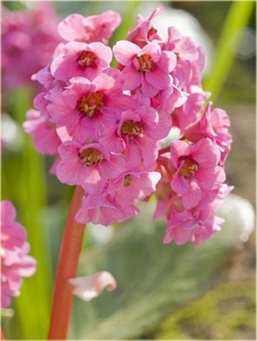 Bylina Bergenia Spring Fling Bergenia Cordifolia 7407038504 Oficjalne Archiwum Allegro