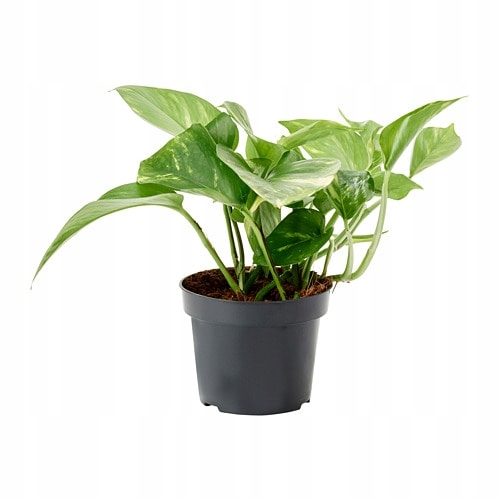 IKEA SCINDAPSUS Roślina doniczkowa Epipremnum