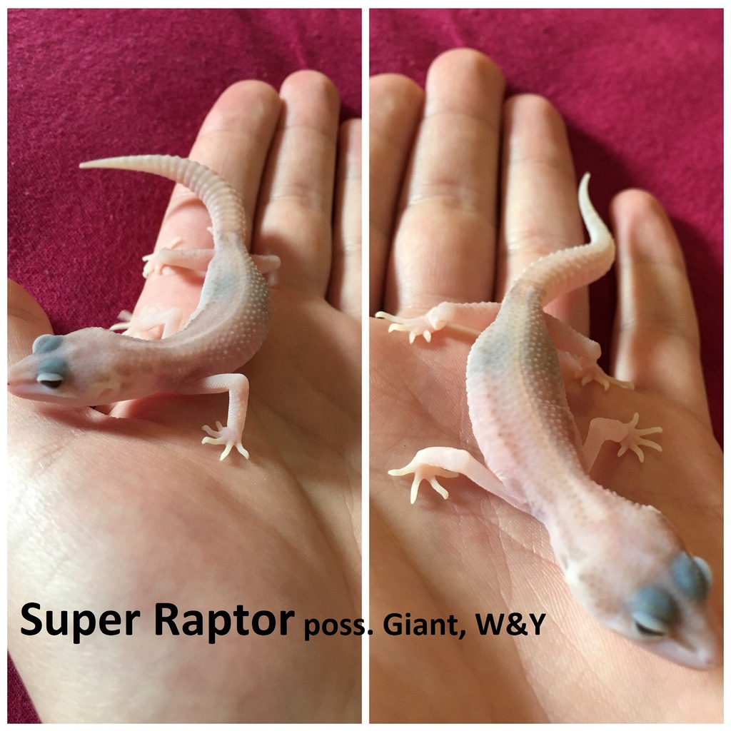 Gekon lamparci - podrostek SUPER RAPTOR!