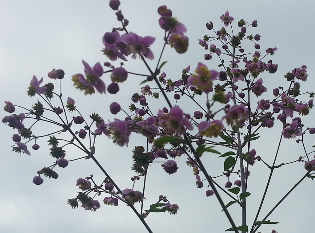 Rutewka Thalictrum rochebrunianum różowy RARYTAS