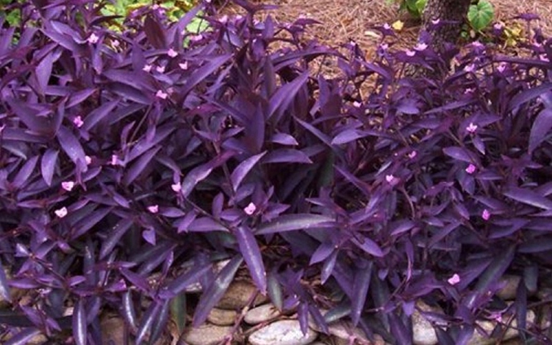 Setkrezja purpurowa -Trzykrotka 'Purple Heart'
