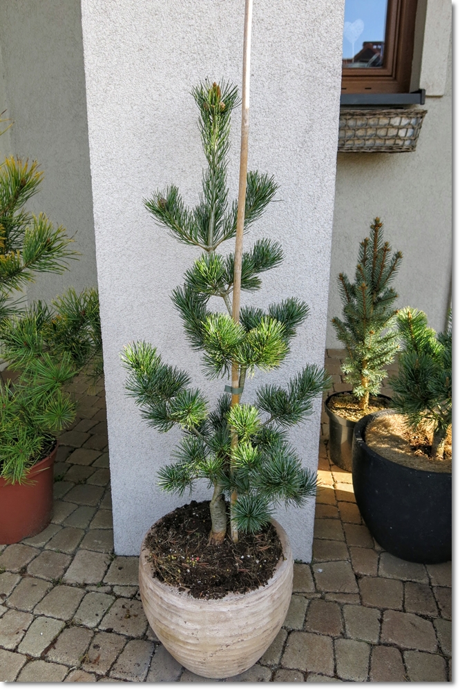 Pinus parviflora Ryu Jin - !!! !!! !!! !!!