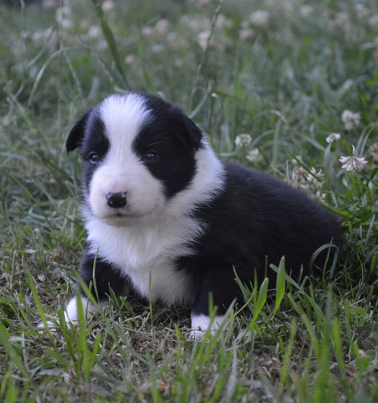 Border Collie FCI
