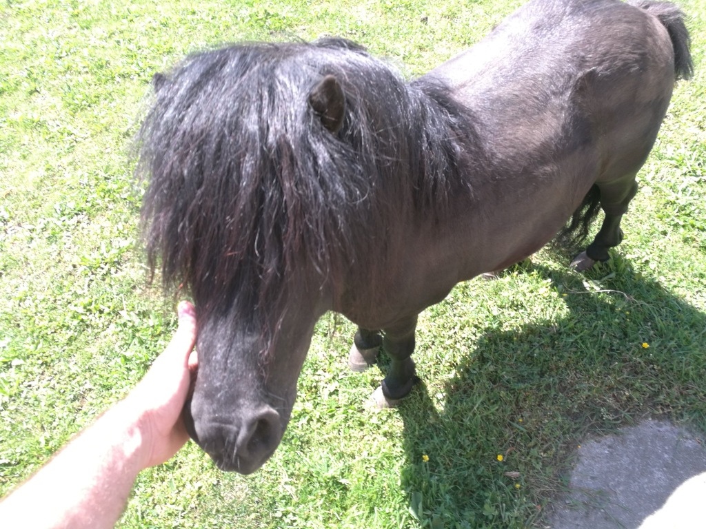 Dt.Part - bred Shetland Pony  , Kuc Szetlandzki