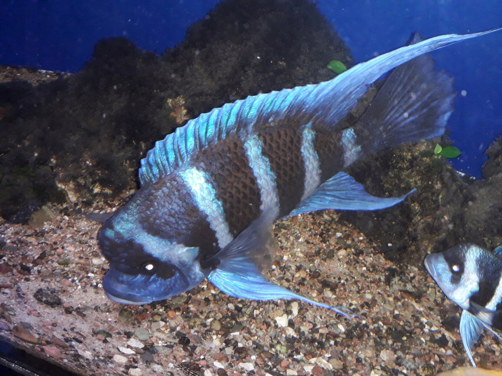 Frontosa Blue Zaire Moba młode