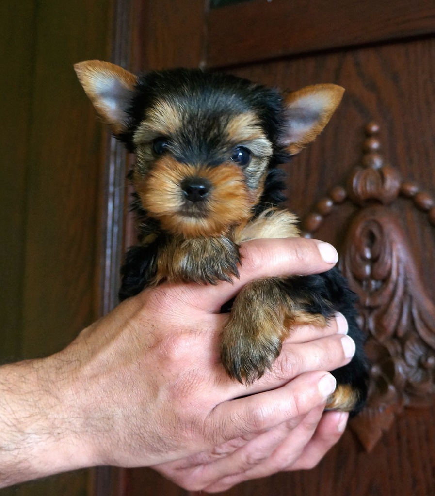 Yorkshire Terrier Yorki York szczenięta ZKwP FCI