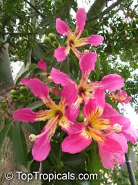 Puchowiec Wspaniały(Chorisia speciosa)