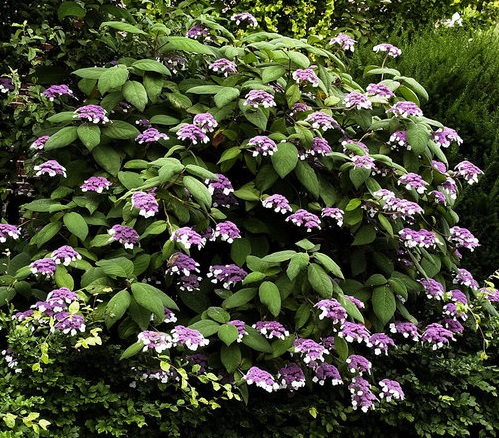 HORTENSJA KOSMATA 'MACROPHYLLA' DUŻA SADZONKA