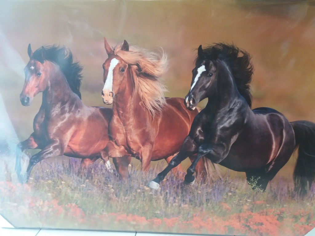 Obraz Konie 70*100
