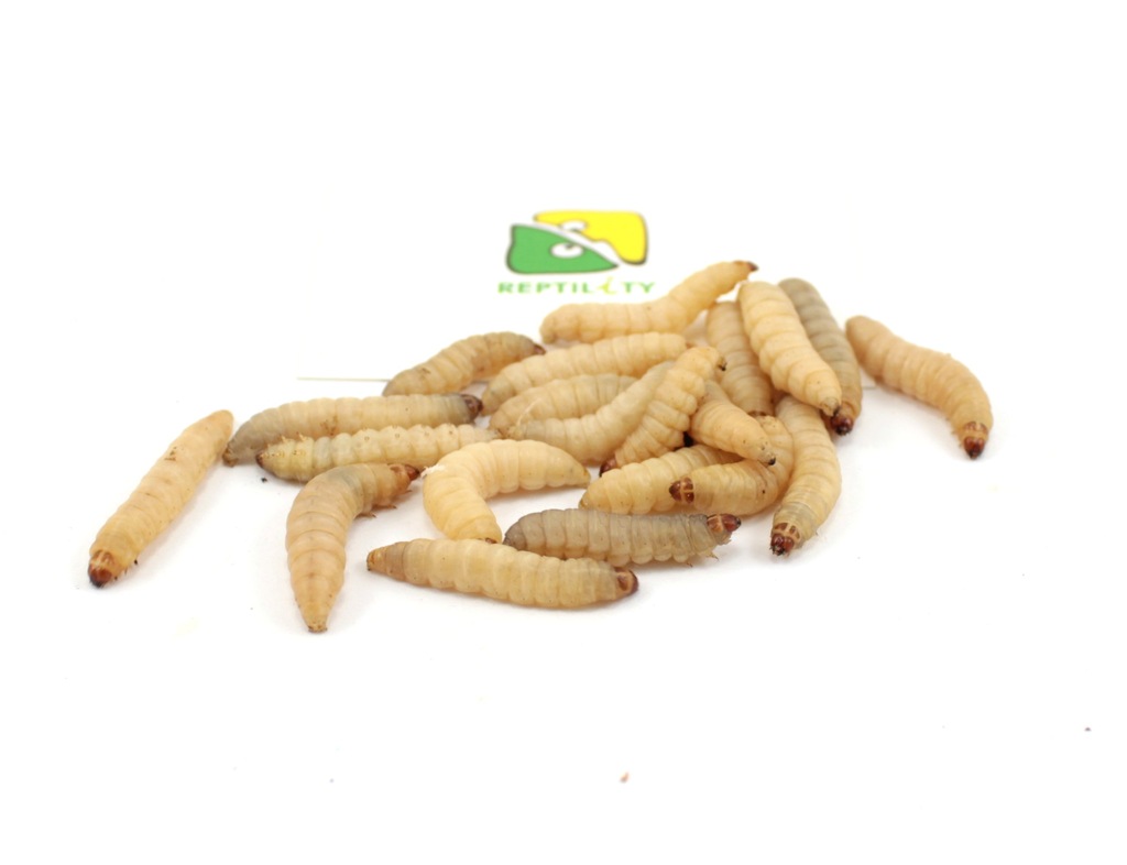 Mole woskowe 50sz 2-3cm Barciak większy #REPTILiTY
