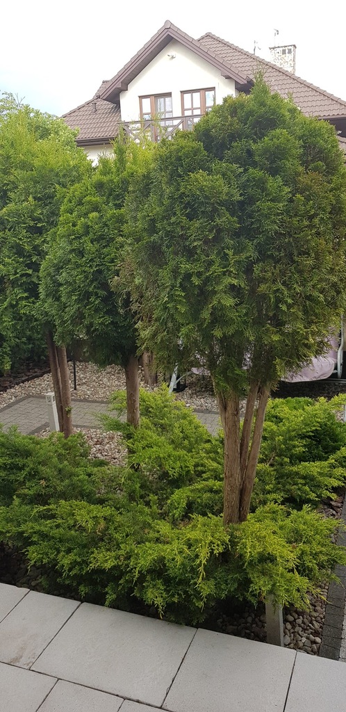 Thuja zestaw tuja drzewa krzewy choinki okazja