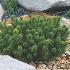 Pinus mugo var. pumilio - Sosna górska 'Pumilio'