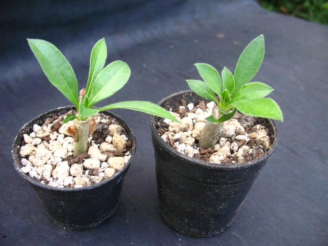 Kaktusy Pachypodium saundersii w don 6cm