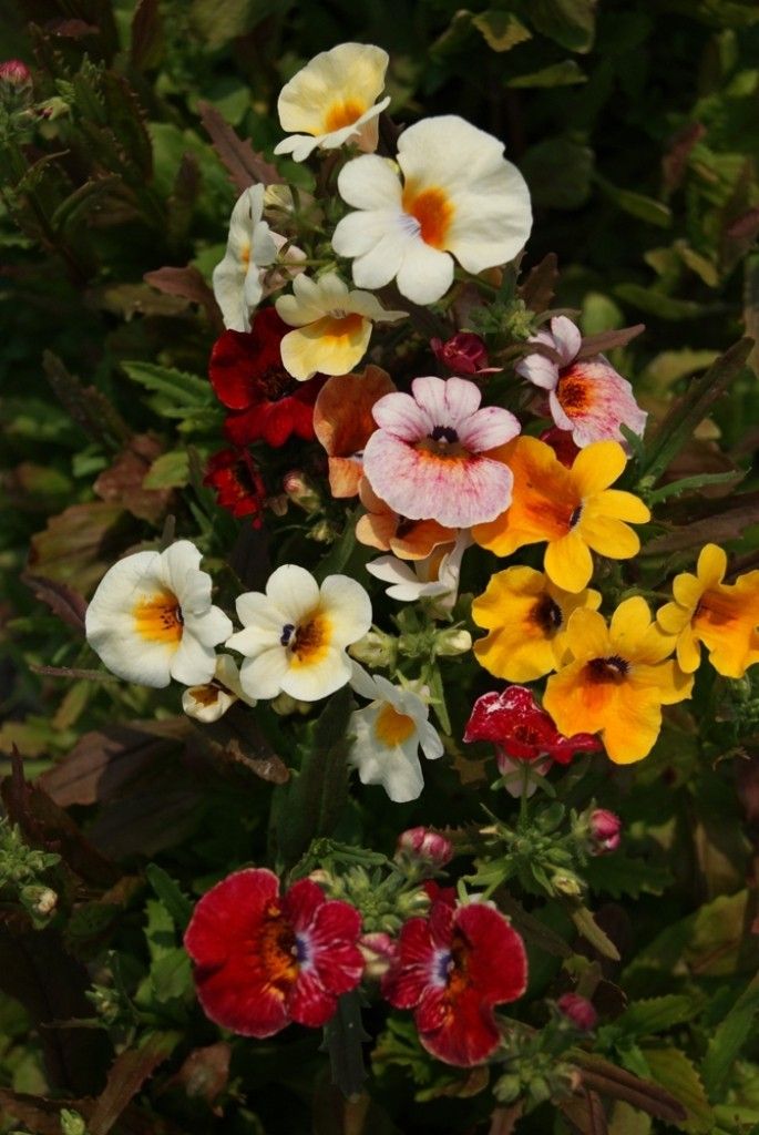 Nemezja powabna Nemesia strumosa mieszanka 0,3g