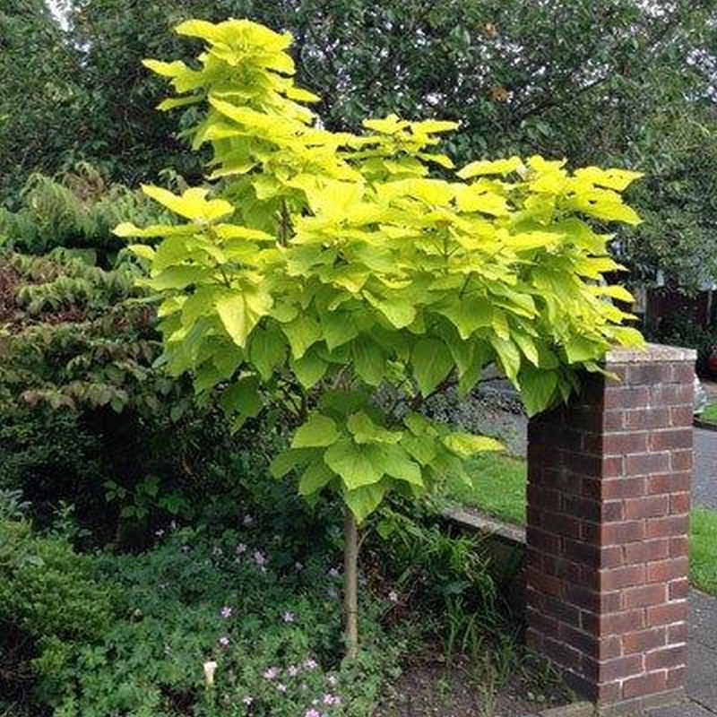 KATALPA ŻÓŁTA, CATALPA, SURMIA, duże żółte liście