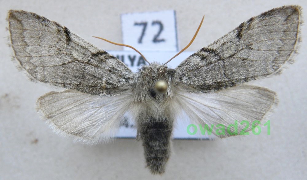 Achlya flavicornis Przestrożnica żółtoróżka72