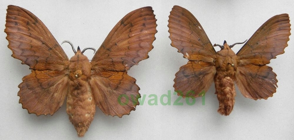 Gastropacha quercifolia Barczatka dębolistna parka