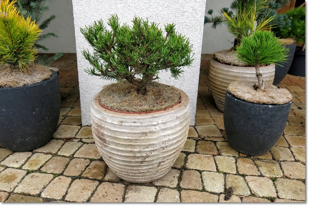 Pinus banksiana Schneverdingen - duży egzemplarz !