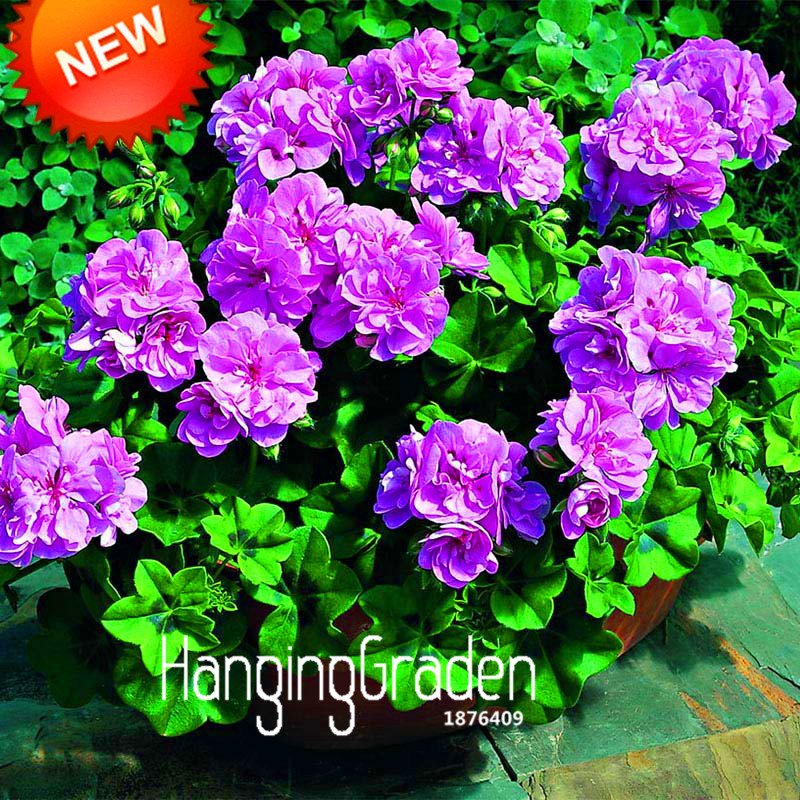 20 x NASIONA PELARGONIA NIEBIESKA BLUSZCZOLISTNA
