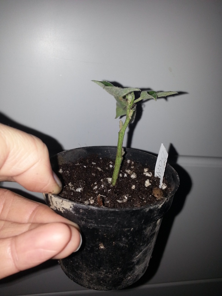Barbadens Gossypium  Bawełna peruwiańska sadzonka