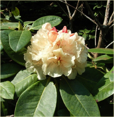 Rododendron wielkokwiatowy Goldkrone cytrynowy