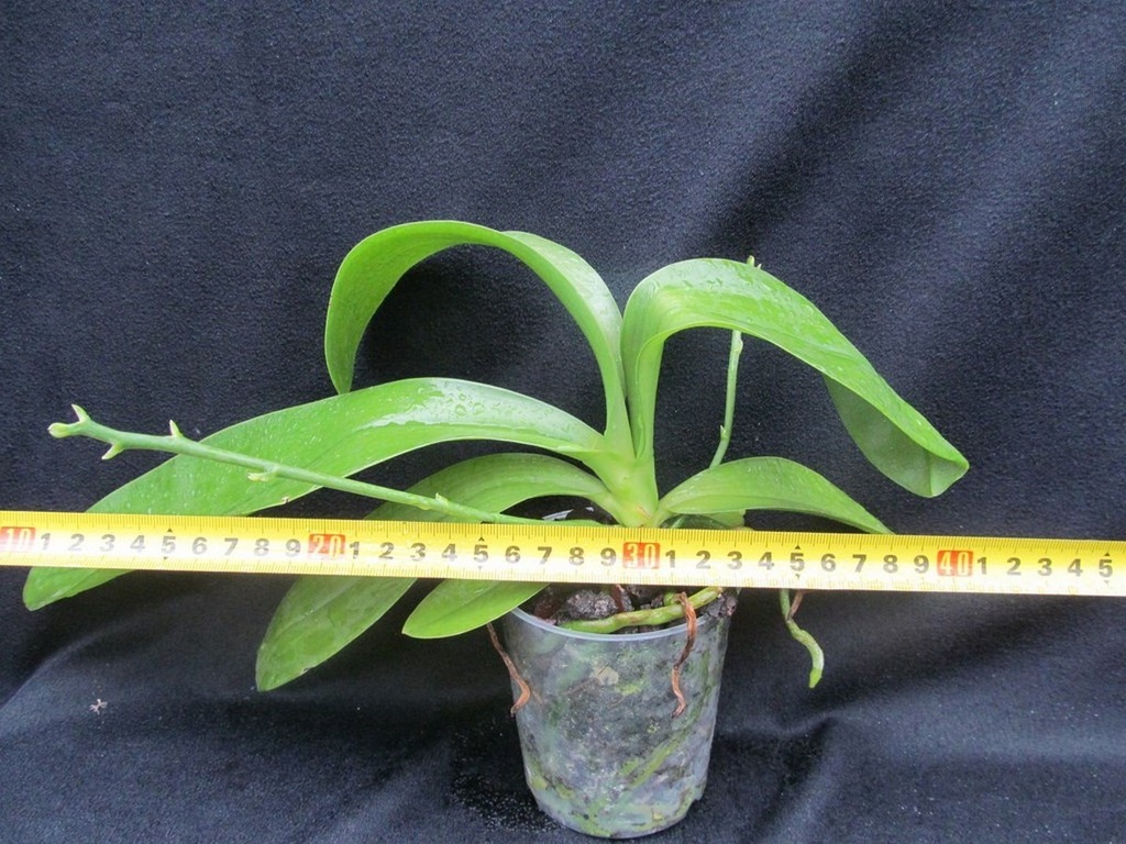 Phalaenopsis hieroglyphica var. flava (FS)