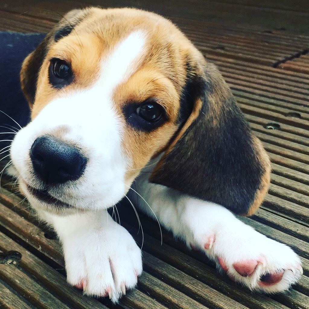 Szczeniak Beagle 10 tygodni od zaraz