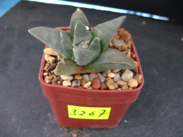 Kaktusy Ariocarpus retusus  nr3267 don6x6cm