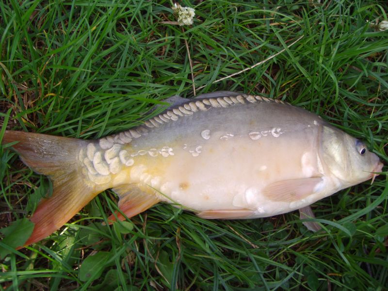 Narybek Kroczek Amur Tołpyga(3 rodzaje) Lin Karp