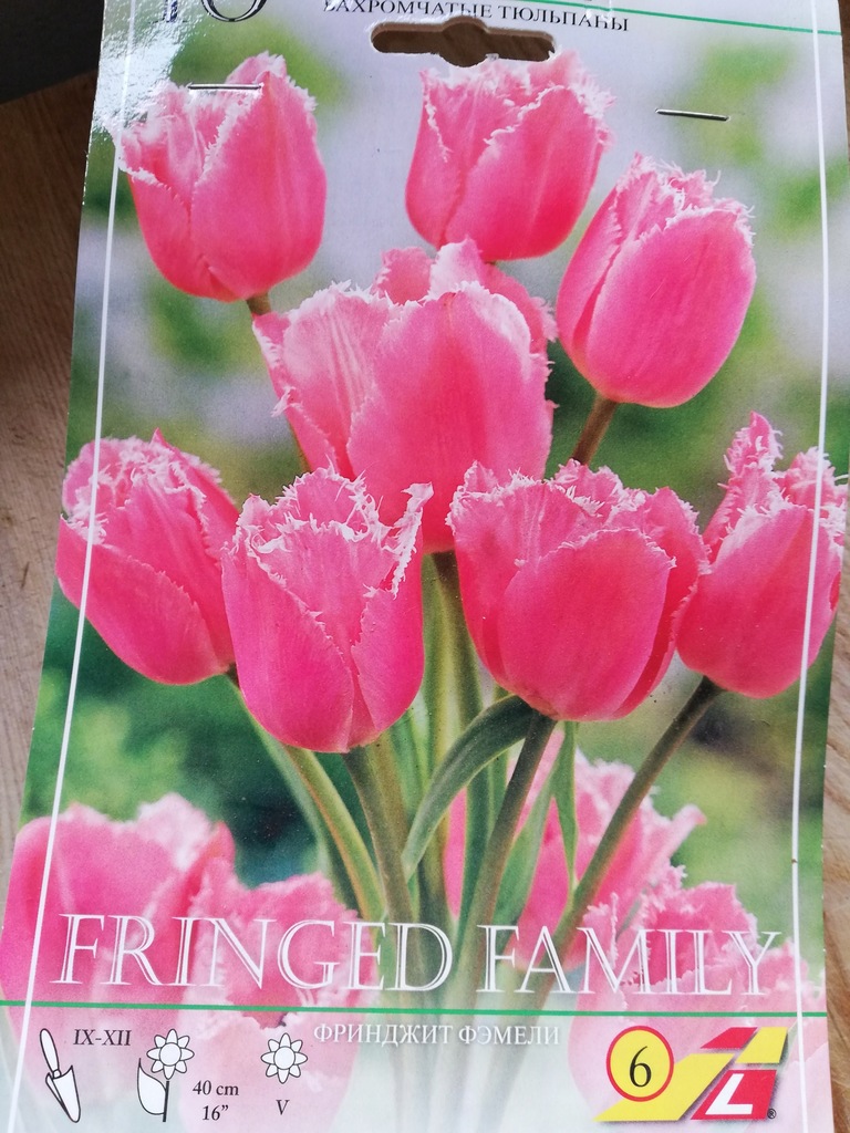 Cebulki tulipanów Fringed Family z Holandii 10szt.