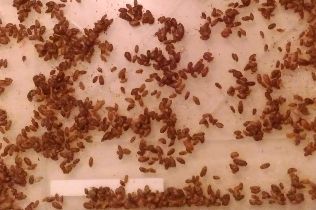 Karaczany argentyńskie Dubia 0,5-1,2cm 100szt