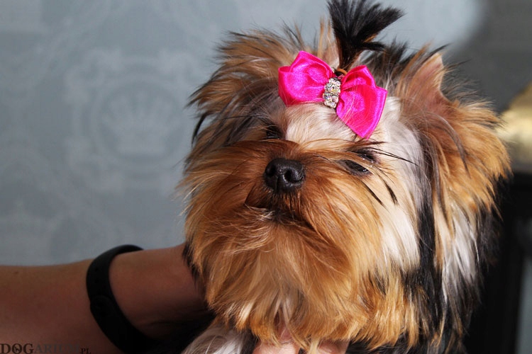 York, Yorkshire Terrier suczka z metryką ZKwP/FCI