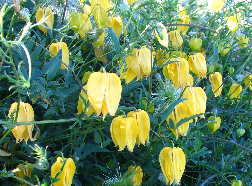 CLEMATIS POWOJNIK BILL MC KENZIE obficie kwitnący