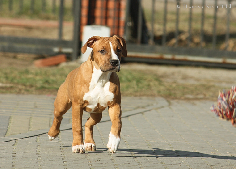 Amstaff już do odbioru po championach rodowód ZKwP