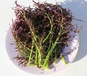 Šalát horčicový Red Frills jemná chuť 0,5g Cyklus vývoja rastlín jednoročná