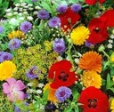 _GARDEN DECO_MIXTURE для засушливых помещений 8G