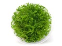 Bacopa myriophylloides CIRCLE чашка 10см InVitro