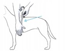 Шлейка для маленькой собаки 34-44 см Чихуахуа TRE PONTI красная СО Светоотражателями